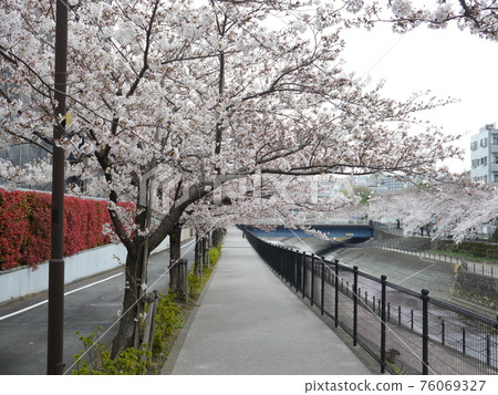 Sakura on the Kotta River between Nagayama Bridge and Nagayama Kobashi Sakura on the Kotta River between Nagayama Bridge and Nagayama Kobashi 76069327