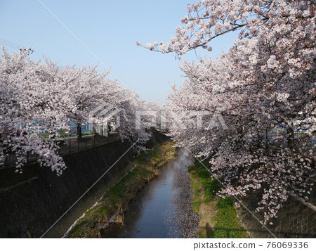 Misawa River Sakura Corridor 76069336