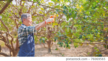 senior man pruning trees 76069565