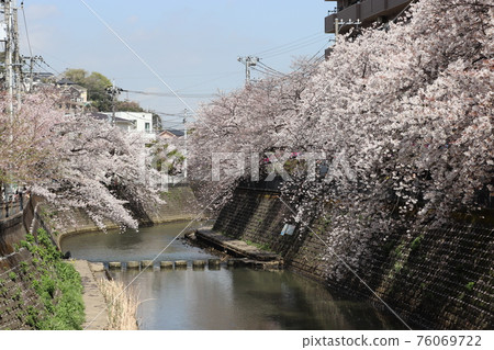 A row of cherry blossom trees along the Yokohama Ooka River in full bloom Kanagawa Prefecture Yokohama City 76069722