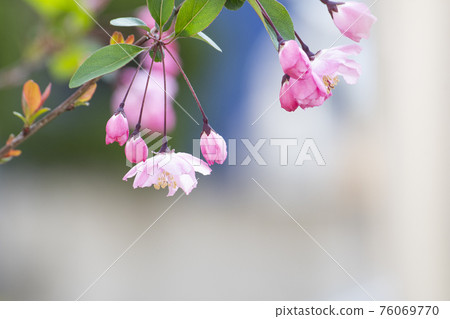 Cute pink flowers blooming in spring Cute pink flowers blooming in spring 76069770