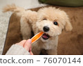 Cute toy poodle chewing toys 76070144