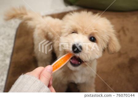 Cute toy poodle chewing toys 76070144