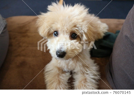 躺著的可愛玩具貴賓犬 76070145