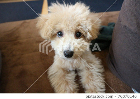 躺著的可愛玩具貴賓犬 76070146