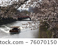 River, boat and cherry blossoms in full bloom 76070150