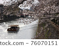 River, boat and cherry blossoms in full bloom 76070151