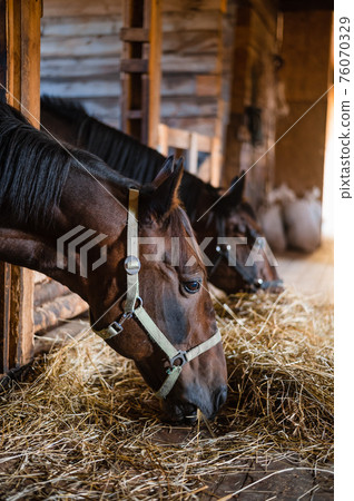 A close-up portrait of stallions munching hay in a bright and cozy stable 76070329