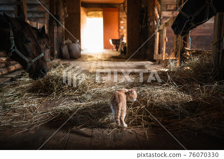 A curious little red kitten has entered the stable on the farm and is looking at the horses A curious little red kitten has entered the stable on the farm and is looking at the horses 76070330