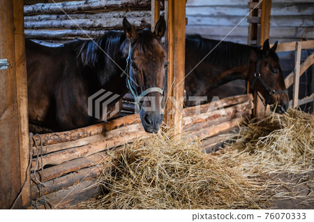 On the farm, before dressage, horses eat hay so that there is energy for running On the farm, before dressage, horses eat hay so that there is energy for running 76070333