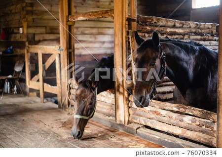 Portrait of two chestnut horses in a wooden stable 76070334