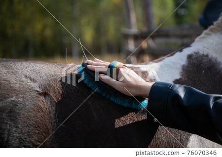 Close-up shot of a hand with a brush on the horse's back during grooming 76070346