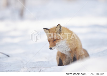 Red fox I met in the winter forest (Hokkaido) 76070404