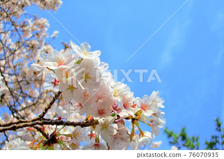 背景素材櫻花01 76070935
