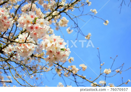 櫻花和藍天背景 76070937