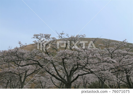 Omuroyama Sakura in full bloom 76071075