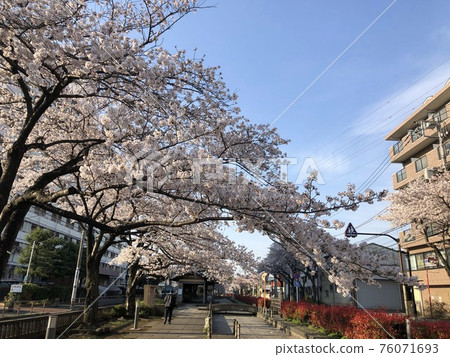 Hikifune River, a row of cherry blossom trees 76071693