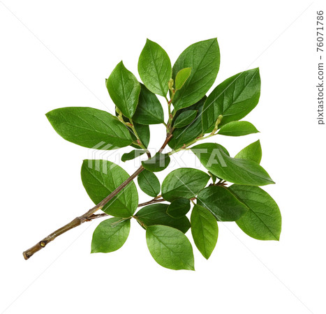 Twig with spring green leaves 76071786