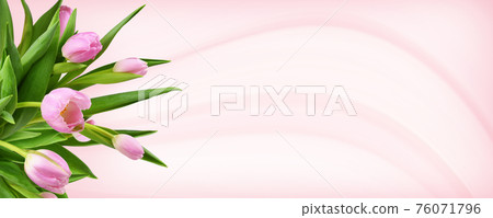Pink tulip flowers in a corner on pink background 76071796