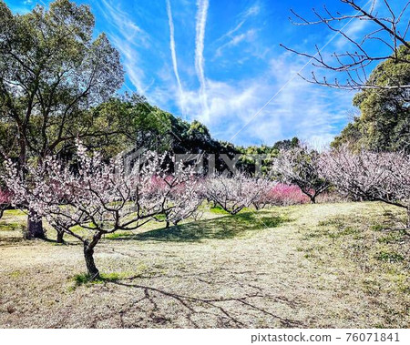 Chita City, Aichi Prefecture Souri Green and Flower Fureai Park Umebayashi Red White Pink Colorful Plum Blossoms Chita City, Aichi Prefecture Souri Green and Flower Fureai Park Umebayashi Red White Pink Colorful Plum Blossoms 76071841