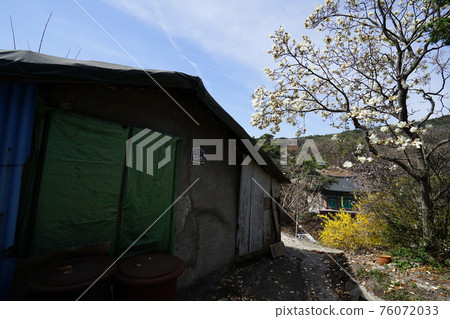 Jeongneunggol. Spring flowers. Redevelopment. Alley Jeongneunggol. Spring flowers. Redevelopment. Alley 76072033