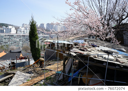 Jeongneunggol. Spring flowers. Redevelopment. Alley 76072074