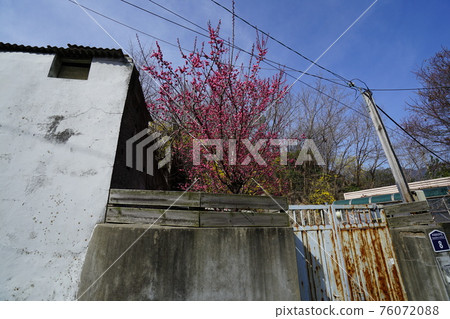Jeongneunggol. Spring flowers. Redevelopment. Alley Jeongneunggol. Spring flowers. Redevelopment. Alley 76072088