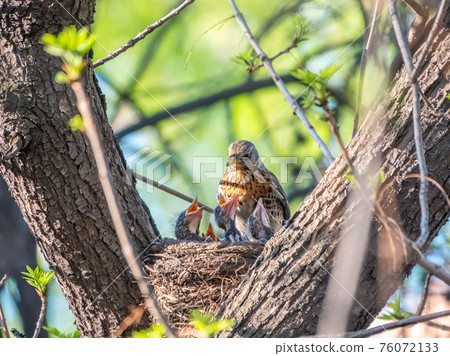 Thrush fieldfare, Turdus pilaris, in a nest with chicks Thrush fieldfare, Turdus pilaris, in a nest with chicks 76072133