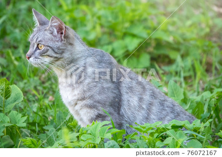 A beautiful fluffy gray cat sits on a green lawn in the sunset light 76072167