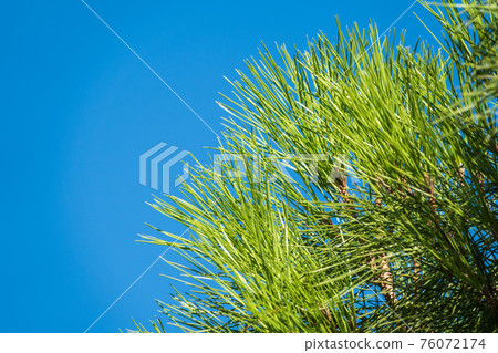 Green pine tree with long needles on a background of blue sky. Freshness, nature, concept. Latin: Pinus brutia 76072174
