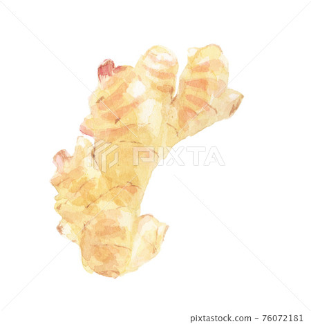新薑水彩插圖 新薑水彩插圖 76072181