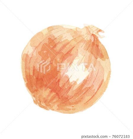 Onion watercolor illustration 76072183