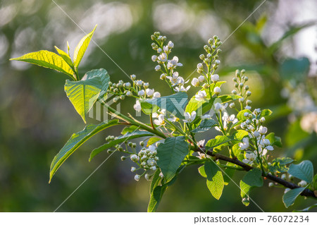 White flowers blooming bird cherry. Close-up of a Flowering Prunus padus Tree with White Little Blossoms White flowers blooming bird cherry. Close-up of a Flowering Prunus padus Tree with White Little Blossoms 76072234