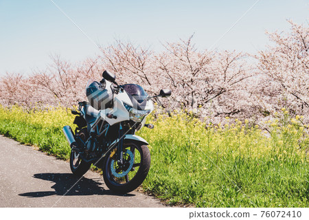 Spring bike touring A straight road where cherry blossoms and rape blossoms bloom b-3 Film style 76072410