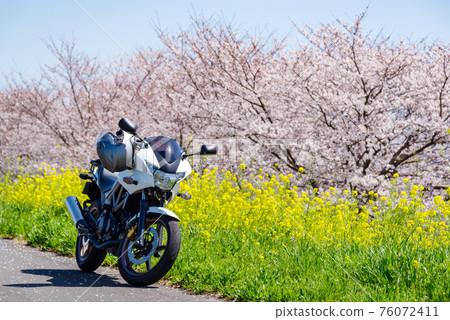 Spring bike touring A straight road where cherry blossoms and rape blossoms bloom c-1 Telephoto 76072411