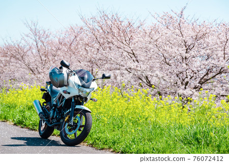 Spring Bike Touring A straight road where cherry blossoms and rape blossoms bloom c-2 Telephoto light tone 76072412