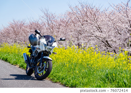 Spring bike touring A straight road where cherry blossoms and rape blossoms bloom d-1 Telephoto 76072414