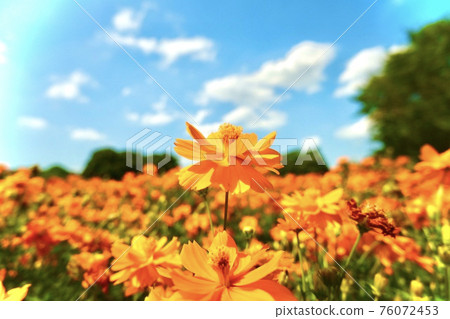 A single Kibana cosmos blooming in the park 76072453