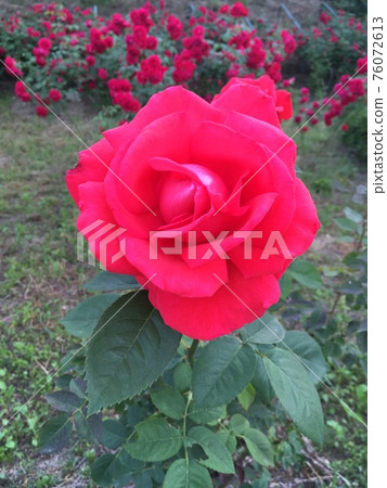 玫瑰花 紅色的花 玫瑰花 紅色的花 76072613