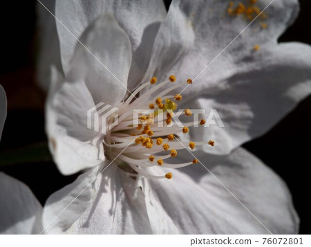 櫻花特寫(吉野櫻花核) 櫻花特寫(吉野櫻花核) 76072801