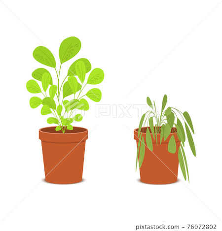 Plant withering. Blossom and wilt flowers in the pots. Houseplant dying without care and watering. Vector flat cartoon illustration 76072802