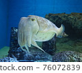 美麗海水族館 Sepia esculenta 76072839