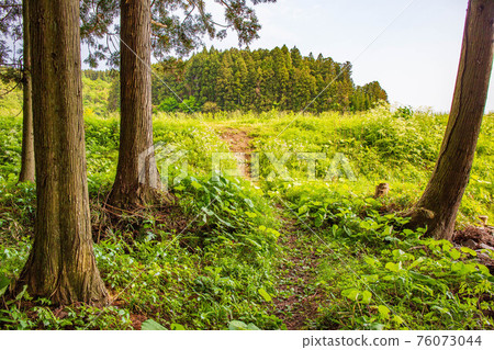 Yamagata Yusa Spring Forest Exit Yamagata Yusa Spring Forest Exit 76073044