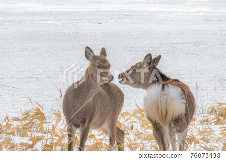 Shocking wildlife 76073438