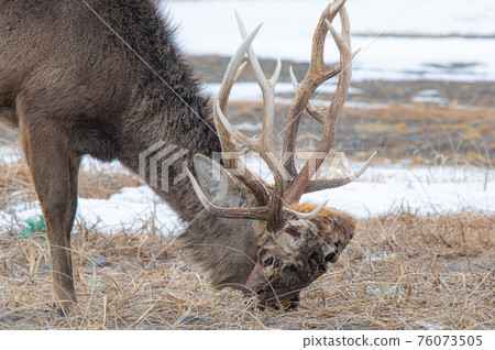 Shocking wildlife Shocking wildlife 76073505