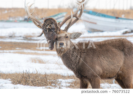 Shocking wildlife 76073522