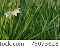 Pure white daffodil 76073628