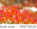 Autumn leaves of Enkianthus perulatus and sunbeams 76073629