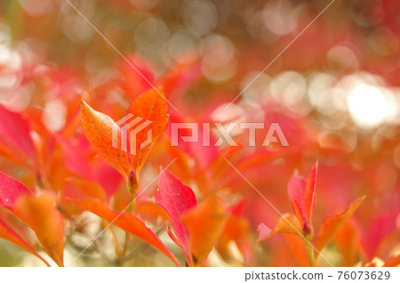 Autumn leaves of Enkianthus perulatus and sunbeams Autumn leaves of Enkianthus perulatus and sunbeams 76073629