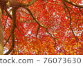 Autumn leaves of Iohamomijiji 76073630